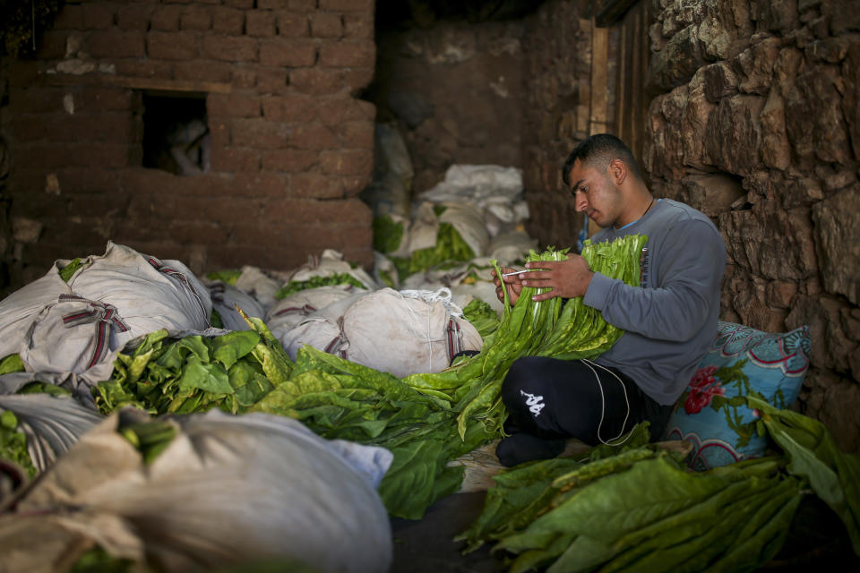 Mehmet Emin Calkan, 19, threads harvested tobacco leaves into a skewer in Gokcay village, Adiyaman province, southeast Turkey, Wednesday, Sept. 28, 2022. Official data released Monday Oct. 3, 2022 shows consumer prices rise 83.45% from a year earlier, further hitting households already facing high energy, food and housing costs. Experts say the real rate of inflation is much higher than official statistics, at an eye-watering 186%. (AP Photo/Emrah Gurel)