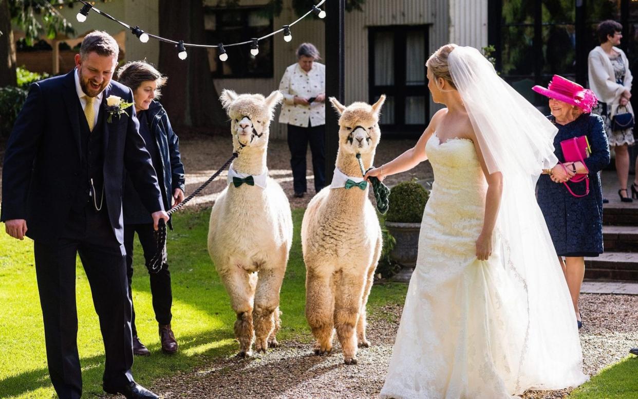 Alpacas at weddings - the latest trend