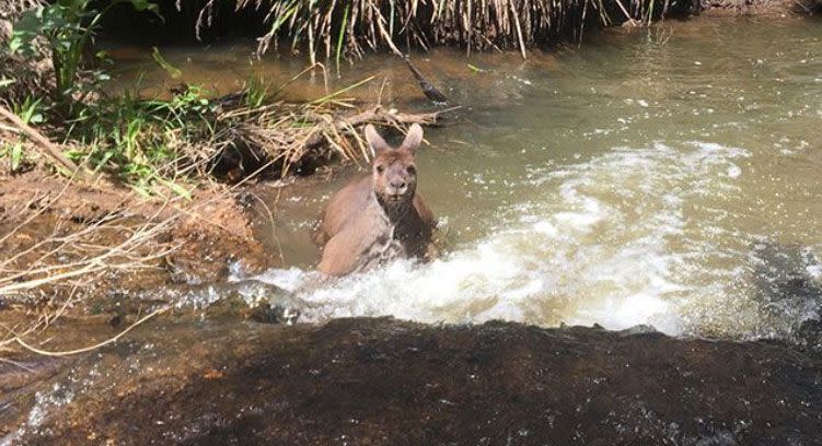 When roos are threatened by dogs, they get into water, Professor Coulson said. Source: Caters/Jackson Vincent