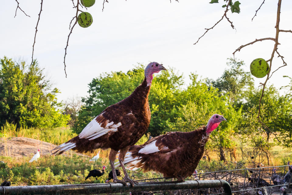 Heritage turkeys look different from a store-bought turkey: their legs and breast bones are twice as long. (Photo: Heritage Foods)