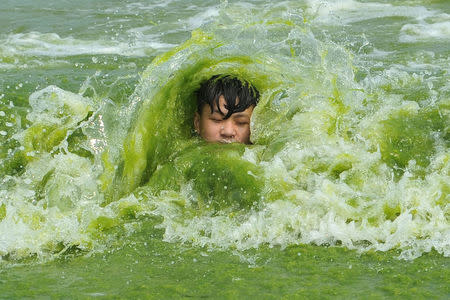 A boy plays on a algae-covered beach in Qingdao, Shandong province, China July 18, 2016. Picture taken July 18, 2016. REUTERS/Stringer/File Photo