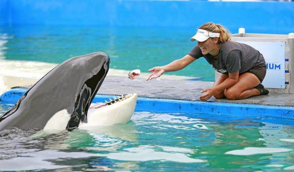 La orca Lolita, aquí alimentada por uno de sus entrenadores, vive en Miami Seaquarium desde 1970.