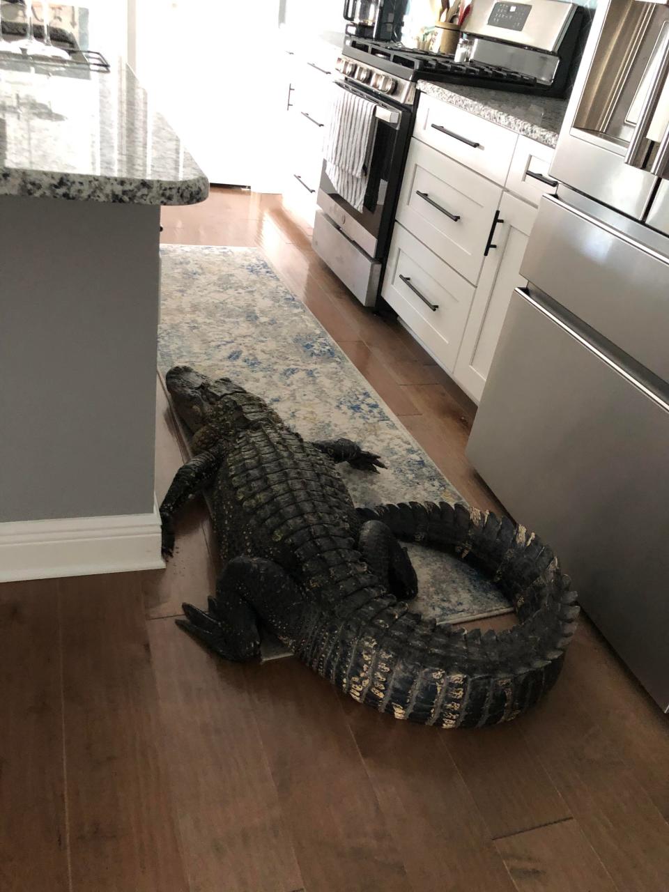Alligator stuck in kitchen. The alligator wandered into Mary Hollenback's home on March 28, 2024.