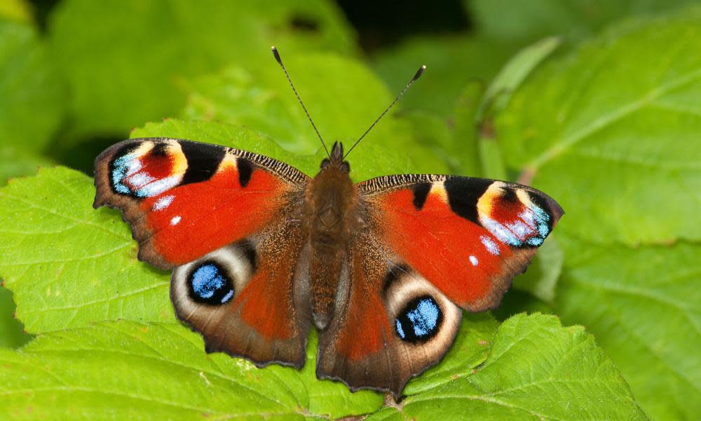 <span>Photograph: Stephen Miller/Alamy</span>