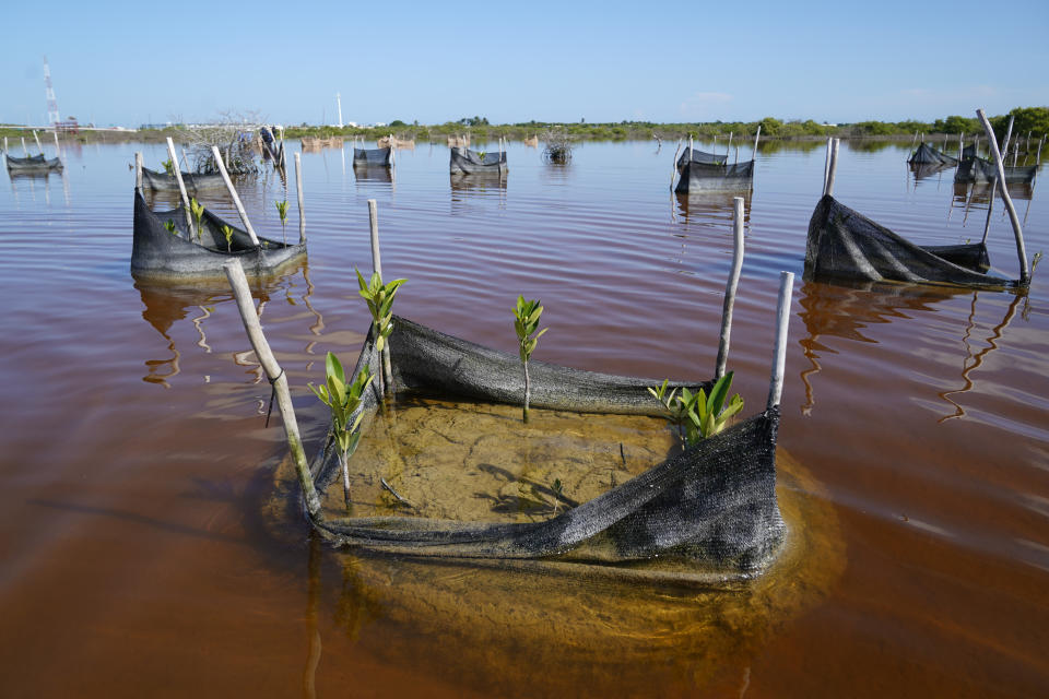 Mangrove seedlings planted in mounds of mud are held together by mesh, creating tiny islands, as part of a restoration project near Progreso, in Mexico’s Yucatan Peninsula, Wednesday, Oct. 6, 2021. "On a per-hectare basis, mangroves are the ecosystem that sequesters the most carbon ... They can bury around five times more carbon in the sediment than a tropical rain forest,” says Octavio Aburto, a marine biologist at Scripps Institution of Oceanography in San Diego, California. (AP Photo/Eduardo Verdugo)