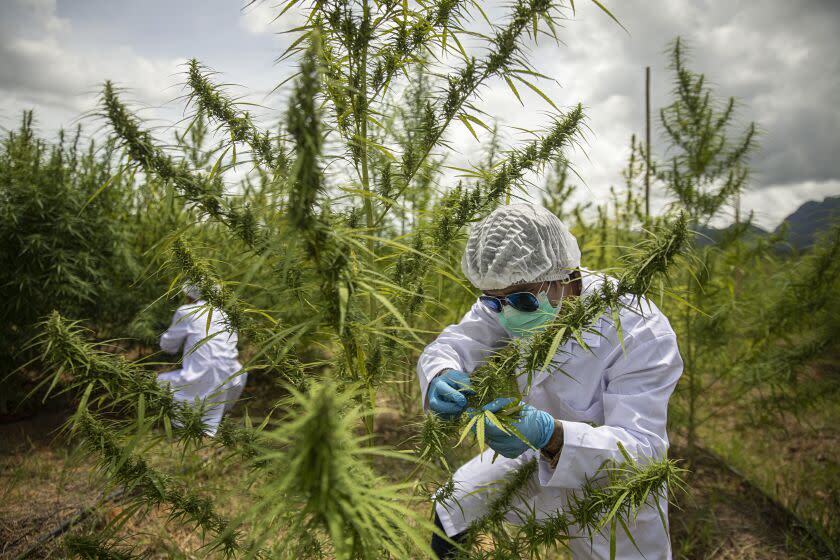 Employees trim marijuana leaves in an outdoor farm, where a Thai strain of marijuana is grown, owned by Wisan Potprasat on September 25, 2022 in Kanchanaburi, Thailand. On June 9, 2022 Thailand became the first country in Southeast Asia to legally allow use of marijuana for recreational use, when the government officially decriminalized marijuana cultivation and possession. Subsequently marijuana dispensaries have begun to appear throughout Bangkok with vendors selling imported and thai strains as medicinal and recreational products. Over 300 licenses to grow cannabis throughout the country have been awarded to local growers hoping to break into the burgeoning market. Photo by Lauren DeCicca for The LA Times