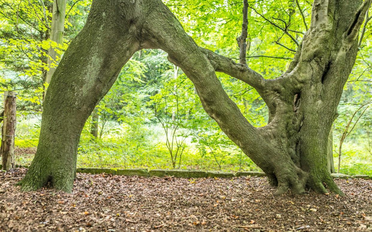 Nellie's tree near Aberford in Leeds  - Rob Grange Photography