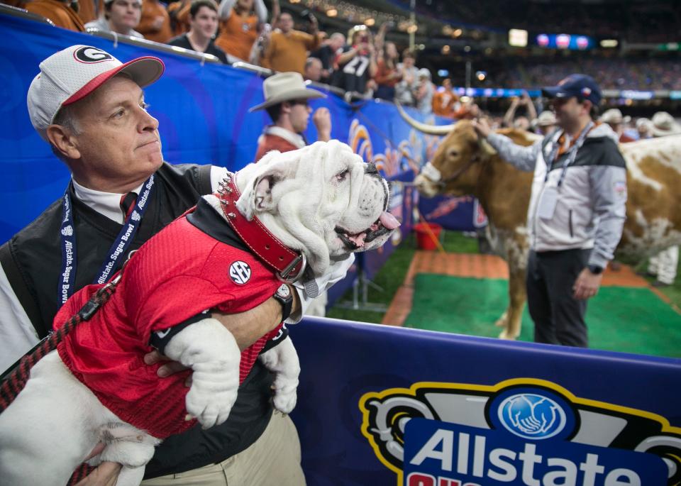 Georgia mascot Uga X, left, meets UT's Bevo XV during pregame at the 2019 Sugar Bowl NCAA college football game in New Orleans, LA.Tuesday