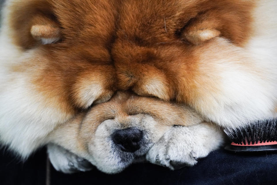 A Chow Chow sleeps next to a hair brush on a grooming table during the 147th Westminster Kennel Club Dog show, Monday, May 8, 2023, at the USTA Billie Jean King National Tennis Center in New York. (AP Photo/John Minchillo)