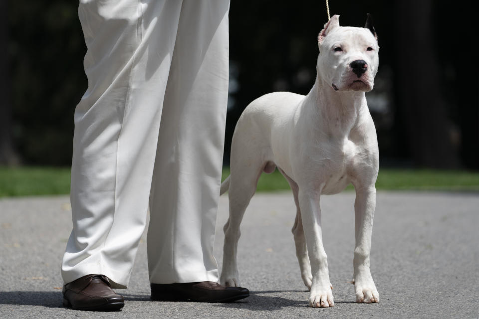 A dogo Argentino is presented for journalists during a news conference, Tuesday, June 8, 2021, in Tarrytown, N.Y., at the Lyndhurst Estate where the 145th Annual Westminster Kennel Club Dog Show will be held outdoors, (AP Photo/John Minchillo)