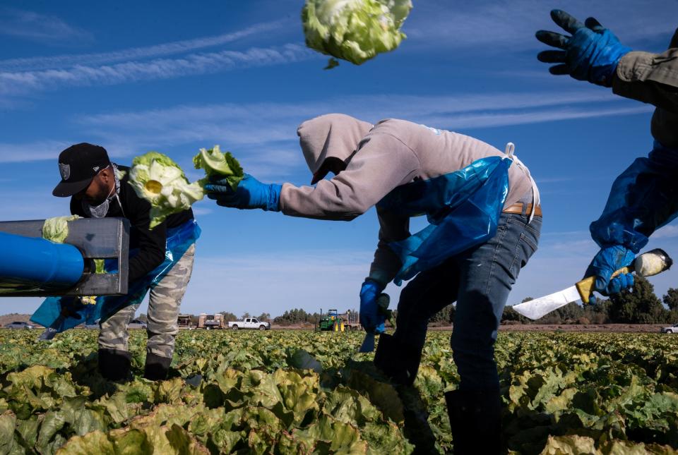 Workers harvest head lettuce in a field at Desert Premium Farms east of Yuma on Jan. 28, 2022.
