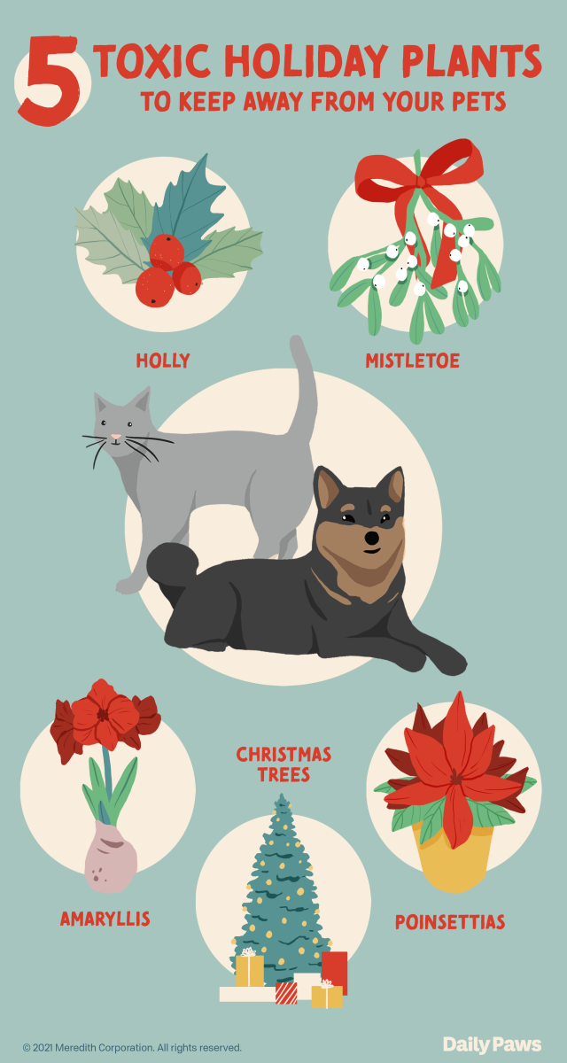 are christmas cactus toxic to cats and dogs