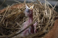 A newly-hatched Bali mynah is seen at a breeding facility in Tabanan, Bali, Indonesia on April 19, 2022. Capture of the highly sought collector's item in the international cage bird trade for more than a century coupled with habitat loss led to the bird being listed as "critically endangered" in 1994. By 2001 only a few Bali mynahs were living in the wild with thousands in captivity across the globe, but, a conservation program over the past 10 years has seen success with population now estimated to be more than 400 throughout West Bali National Park. (AP Photo/Tatan Syuflana)