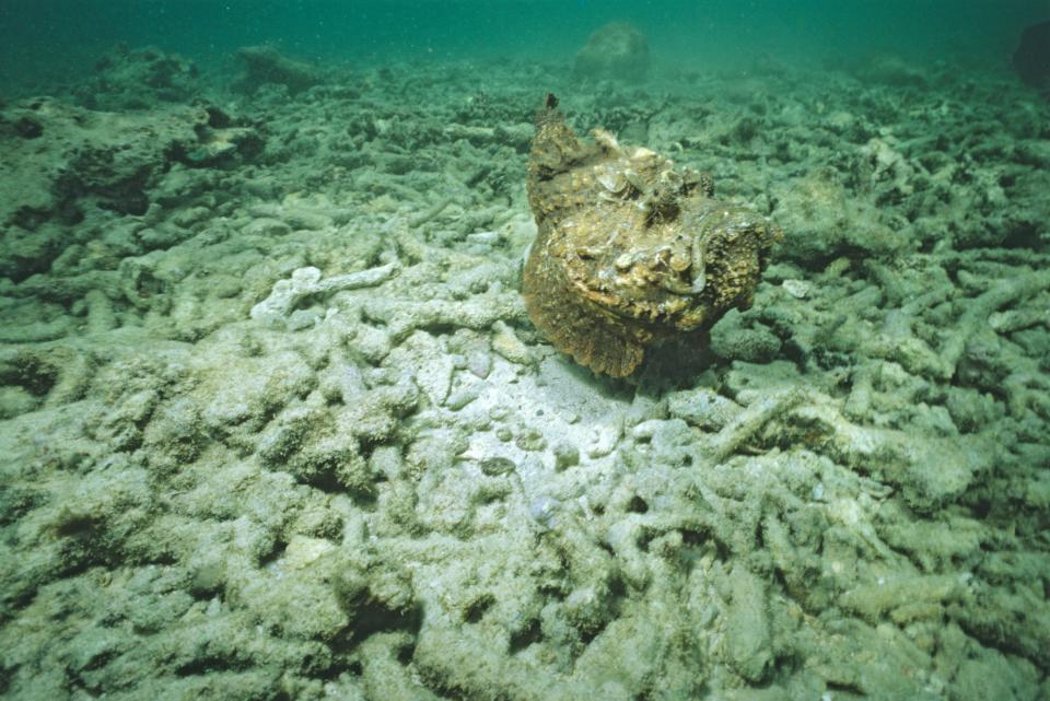 The stonefish, found on the north coast of Australia is world's most venomous fish. Source:  Auscape/Universal Images Group via Getty Images