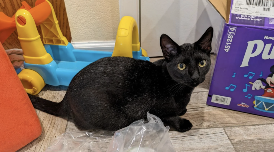 Black cat sitting on floor near toys and a box of Purina cat food