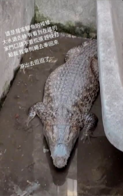 飼主PO網「協尋鱷魚」　嚇壞嘉義當地居民