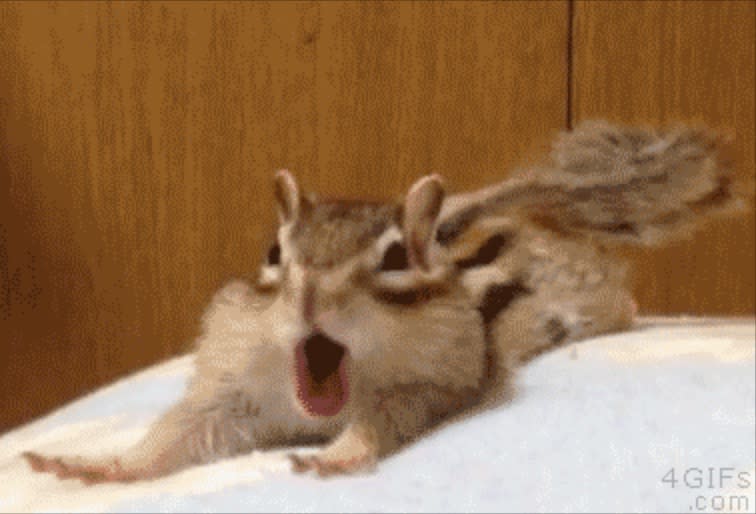 This baby chipmunk trying to get comfortable is all of us only cuter