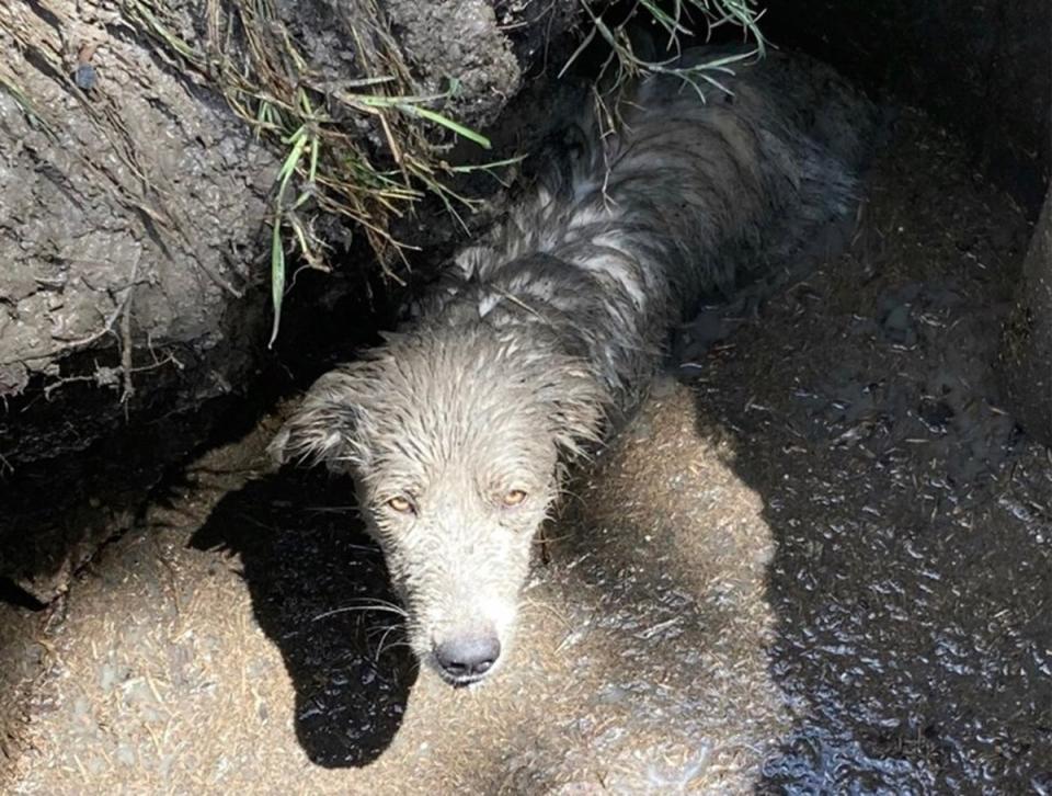 A puppy was rescued after being found stuck up to its chest in mud in sinkhole in Texas (Houston SPCA)