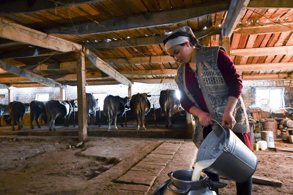 Zarina, wife of Azret Kaliyev, son of Kanat Kaliyev, pours milk into a can at a farm near their family house in Tash Bashat village about 24 kilometers (15 miles) southeast of Bishkek, Kyrgyzstan, Tuesday, Oct. 20, 2020. The political turmoil that has gripped Kyrgyzstan hasn’t reached this quiet village in the mountains near the capital, where residents talk about the country’s feuding elites with resignation and disdain. (AP Photo/Vladimir Voronin)