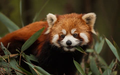 How cute? A red panda - Credit: Getty