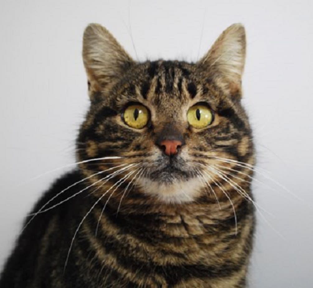 The money raised will help cats like Maddie, who was found on a farm (Cats Protection)