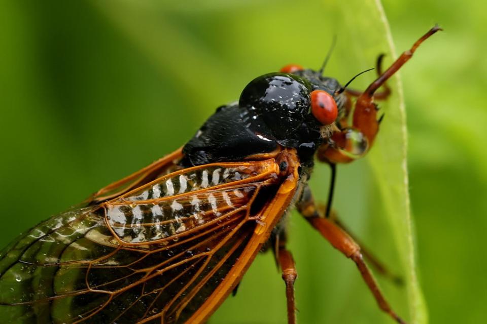 A periodical cicada, a member of Brood X, on June 3. Billions of these cicadas emerged from the soil in Northern Virginia and other parts of the eastern United States in May and June. (Chip Somodevilla/Getty Images)