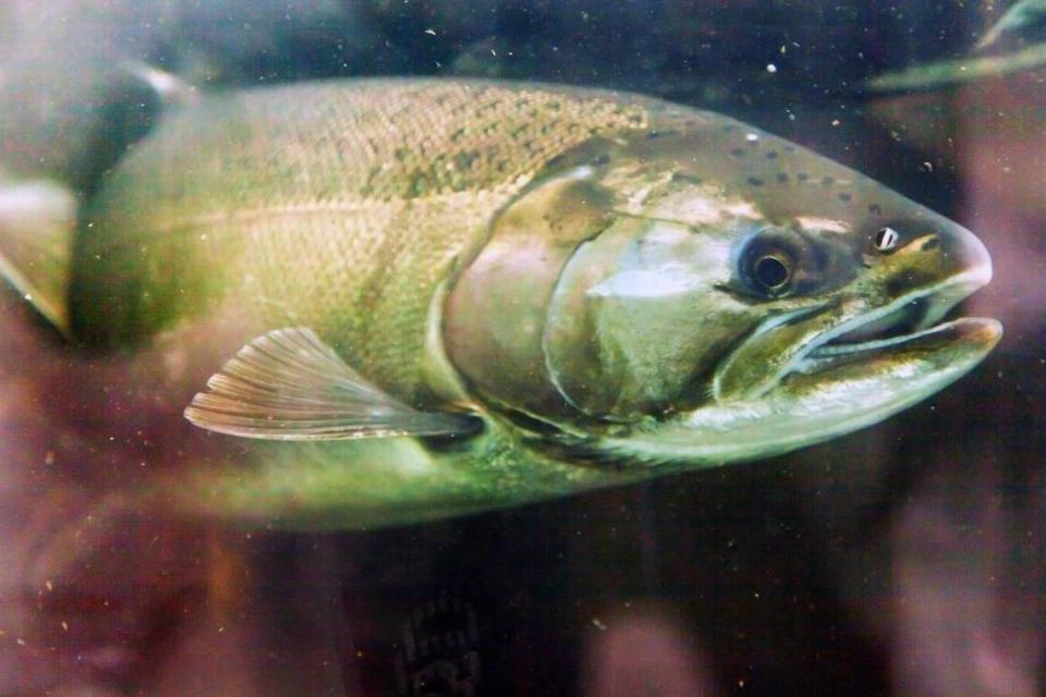 A coho salmon swims in the Issaquah Hatchery in Washington.