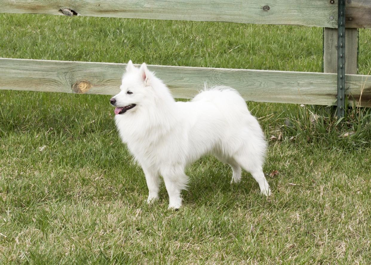 best small dog breeds miniature american eskimo