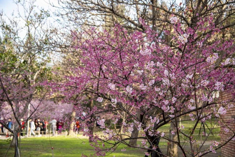 新竹公園櫻花盛開，吸引不少遊客賞櫻。   圖：新竹市政府／提供