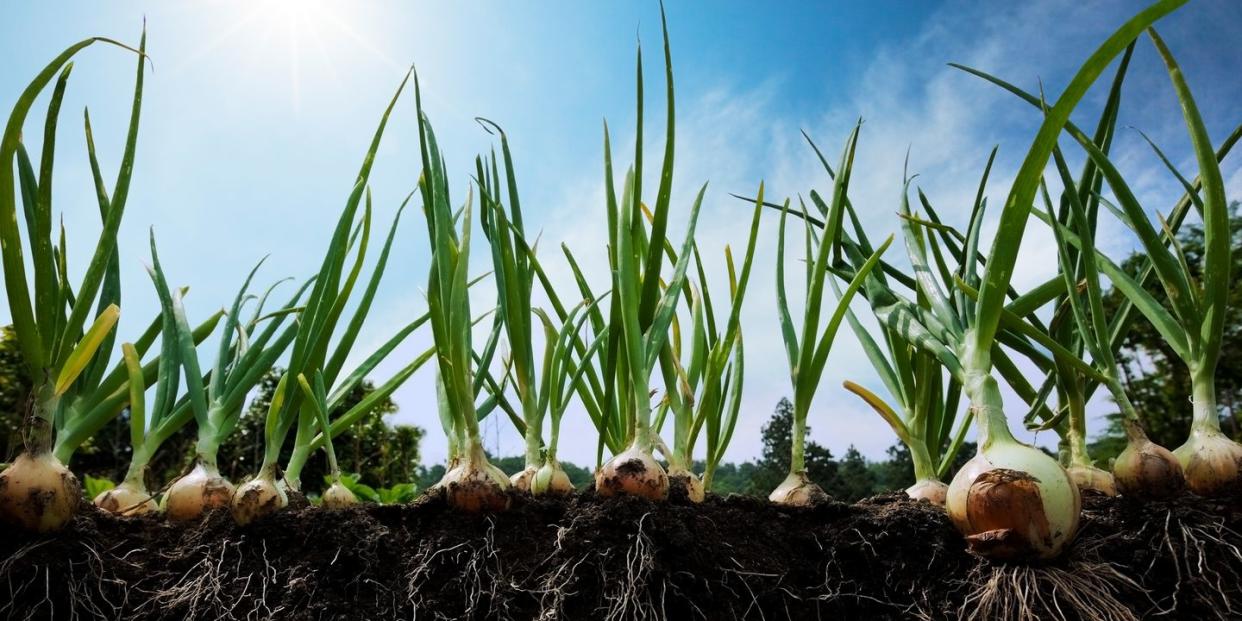 Grass, Plant, Green, Grass family, Soil, Welsh onion, Flowering plant, Allium, Scallion, Plant stem, 