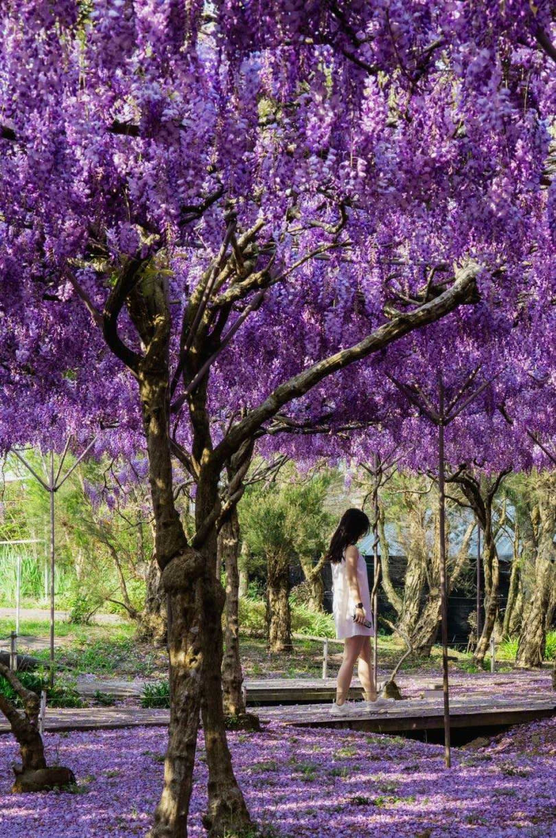 淡水紫藤花咖啡園花季已進入倒數計時，清明連假恐會是最後賞花時刻。（圖／翻攝淡水紫藤花園-二號水源園區臉書）