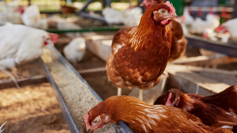 Free range chickens eating grain