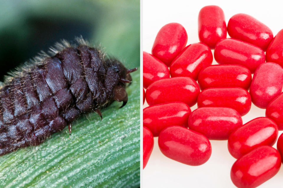 a cochineal insect, next to red candies