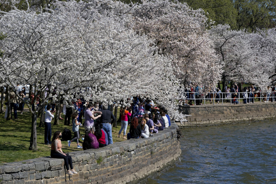 People sit under Yoshino cherry trees that are in full bloom around the Tidal Basin in Washington, Tuesday, March 30, 2021. The 2021 National Cherry Blossom Festival celebrates the original gift of 3,000 cherry trees from the city of Tokyo to the people of Washington in 1912. (AP Photo/Susan Walsh)