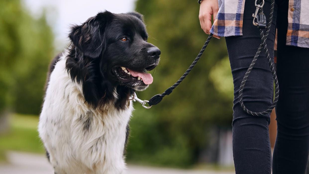  Dog on loose lead standing beside owner 