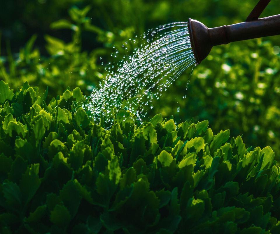 Watering plants at night with a can