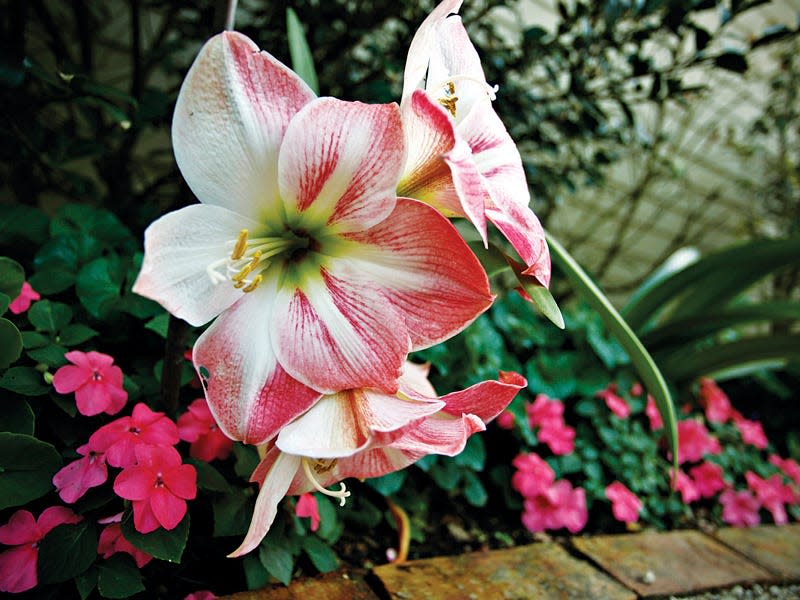 Popular as a holiday gift, an amaryllis can bloom for years after it's given.