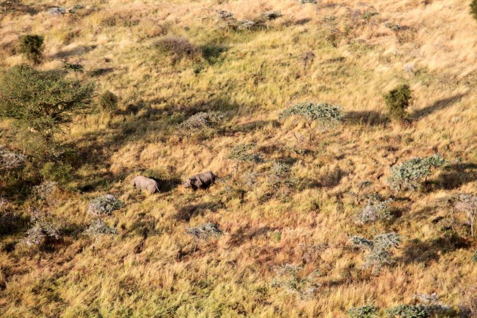 PHOTO: A baby Black Eastern rhino has been born in the dense Chyulu Hills in Southern Kenya, according to researchers. (Courtesy of Big Life Foundation)