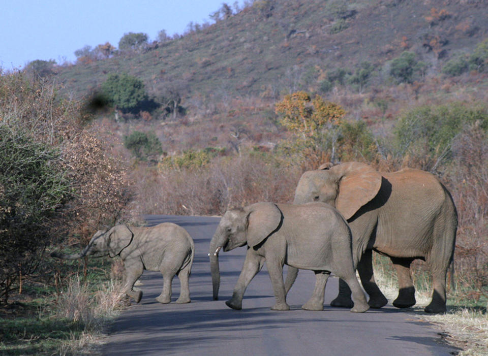 Elefantes cruzan una carretera en una reserva nacional de Sudáfrica. (AP/ Carley Petesch)