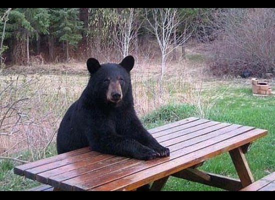 When are we eating? (Via <a href="http://animalsthatdopeoplethings.tumblr.com/post/13925394566/scuse-me-im-supposed-to-be-getting-a-picnic" target="_hplink">Animals Doing People Things</a>)