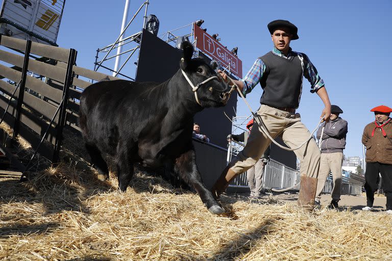 La potencia de la ganadería, en Palermo