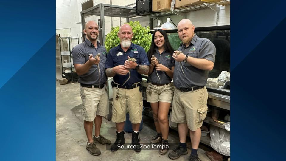 For the first time ever, ZooTampa at Lowry Park hatched endangered Komodo dragons.