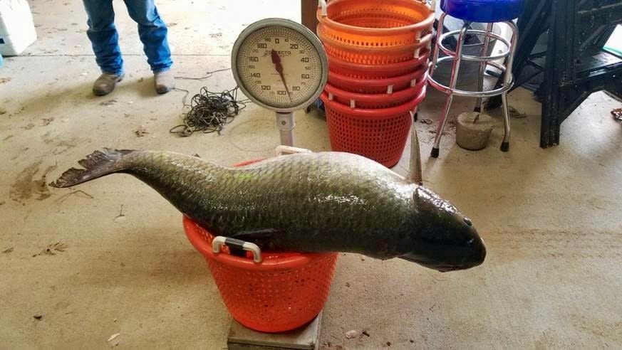 This 92-pound Grass Carp was caught by LDWF biologists on March 11, 2024. If caught by normal means, it would have broken the world record for the species.