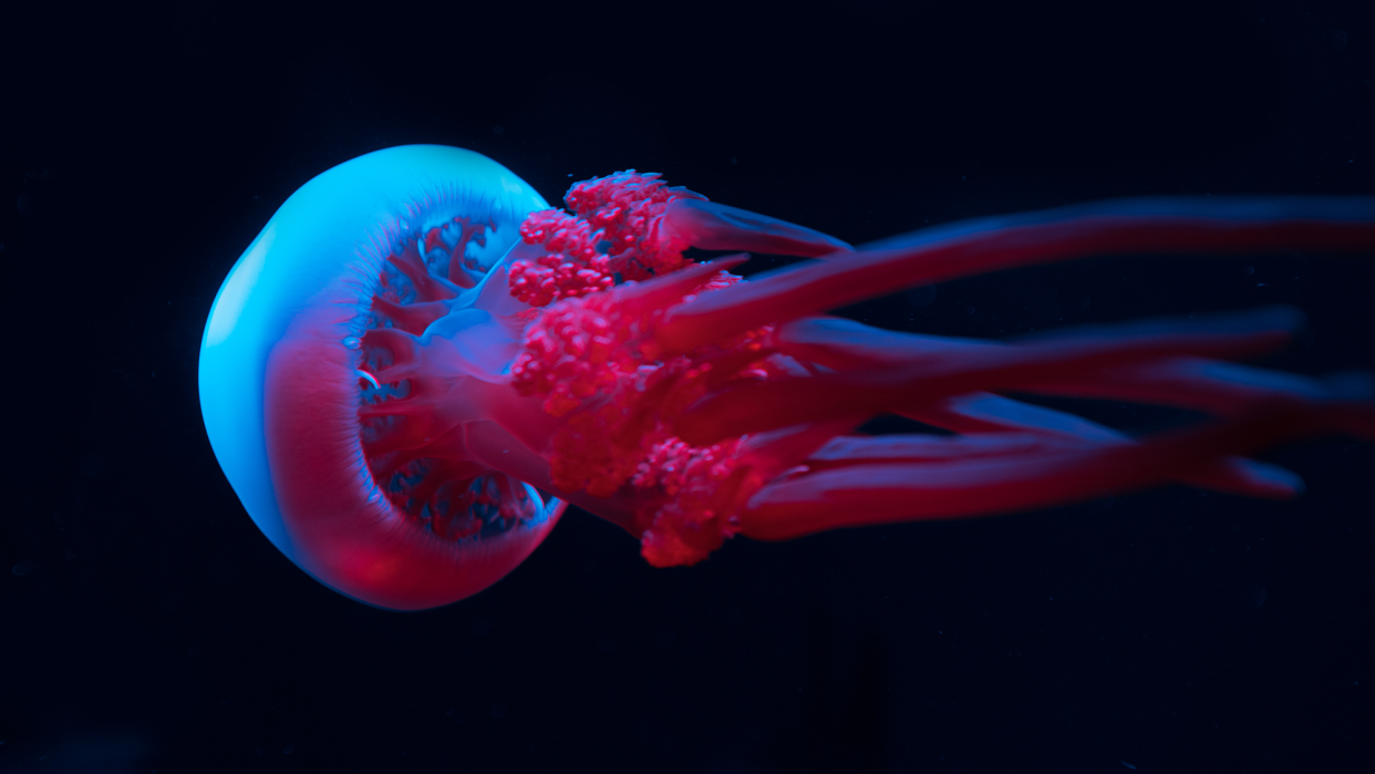 Even without brains, jellyfish learn from their mistakes photo