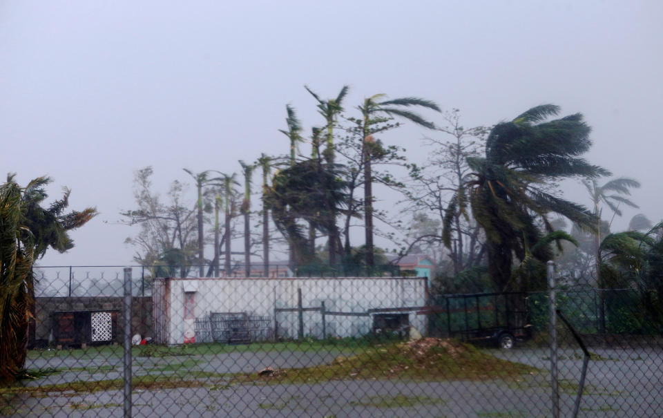 Palm trees buckle after Hurricane Earl hits