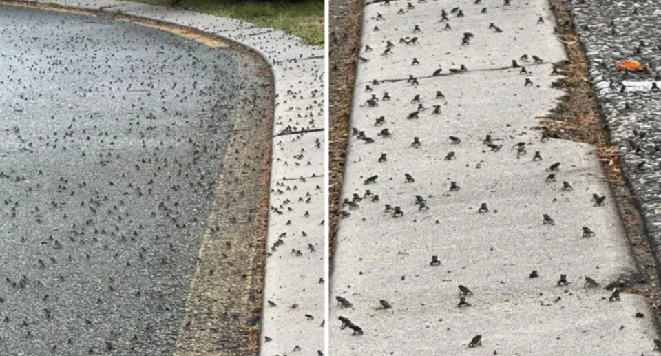 The cane toads in huge numbers outside a Gold Coast complex. 