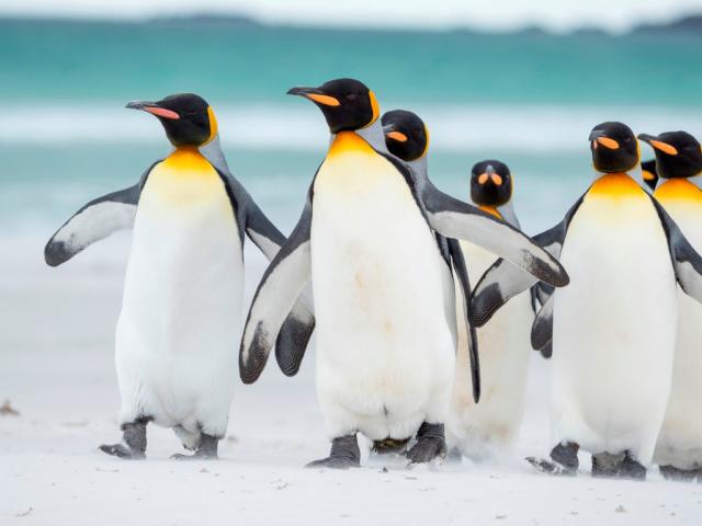 Antarctique Un Photographe Decouvre Un Pingouin Jaune Tres Rare