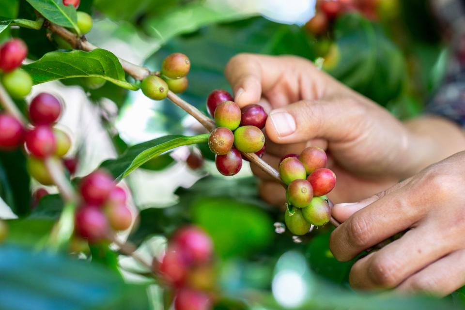 Studien zufolge hat Kaffee noch mehr positive Auswirkungen auf die Gesundheit. So leiden Vieltrinker weniger an Herz-Kreislauf-Erkrankungen, Depressionen, Alzheimer und Diabetes Typ 2. Dafür verantwortlich sind die bioaktiven Verbindungen im Kaffee, die antioxidativ und entzündungshemmend im menschlichen Körper wirken. (Bild: iStock / Tinnakorn Jorruang)