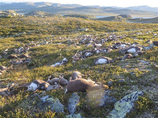 In this image made available by the Norwegian  Environment Agency on Monday Aug. 29  2016,  shows some of the more than 300 wild reindeer that  were killed by lighting in Hardangervidda, central Norway on Friday Aug. 26, 2016  in what wildlife officials say was a highly unusual massacre by nature. (Havard Kjotvedt /Norwegian  Environment Agency, NTB scanpix, via AP)