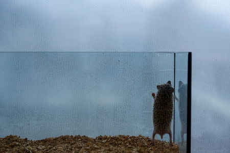 A hedgehog stands up in a glass enclosure at the Harry hedgehog cafe in Tokyo, Japan, April 5, 2016. REUTERS/Thomas Peter